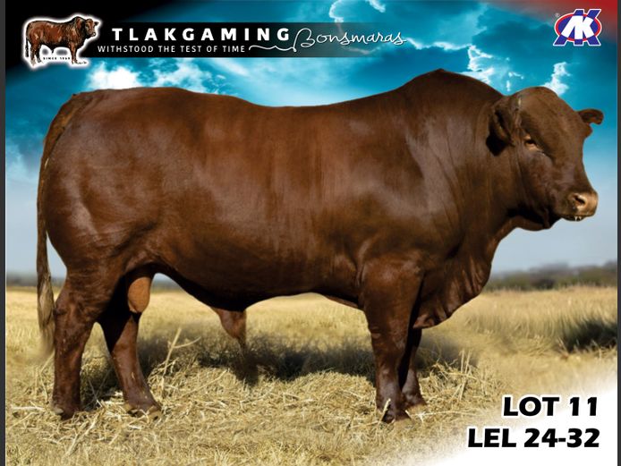 LEL240032 | LEE & SON