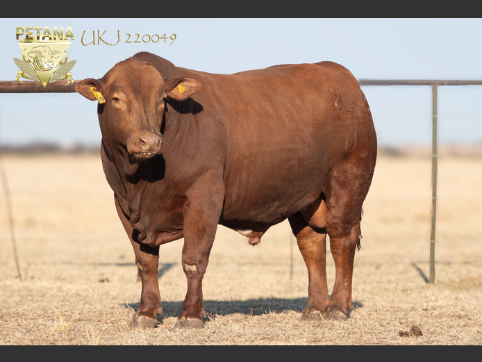UKJ 220049
