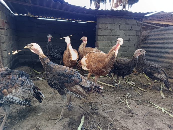 7 Bronze and Brown Turkeys | Doorndraai Farm