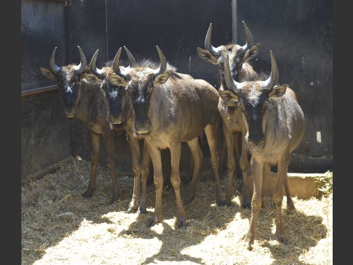Blouwildebees | Deelkraal