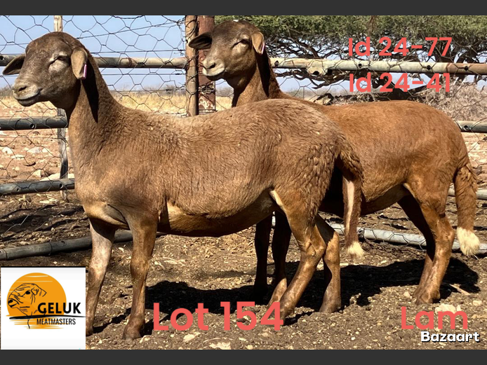 24-77 GM3 |  24-41 GM3 | GELUK MEATMASTERS