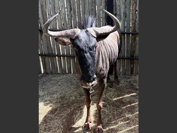 Blou Wildebees Bul