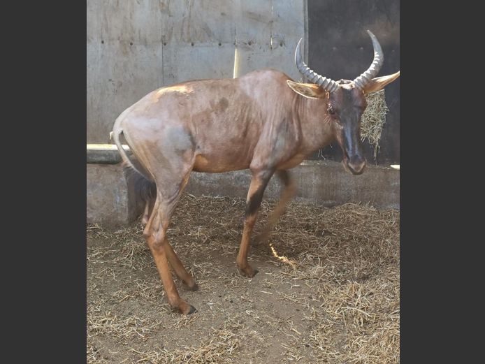 TSESSEBE | TANGARA