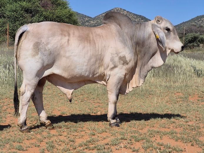 23-0009DNC | DANECO BRAHMAN STOET 