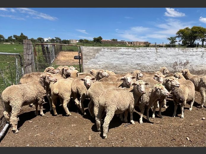 Ewes | JP Hobson & Sons