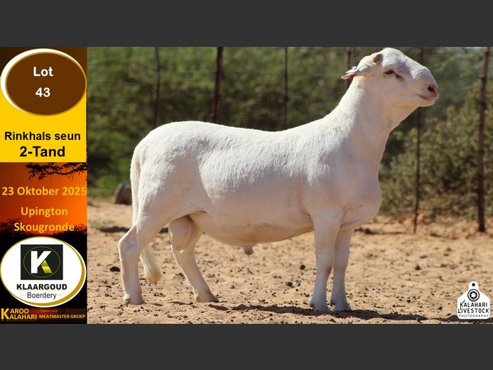 CP 43 | Chris Potgieter & Christia Scholtz - Klaargoud Boerdery