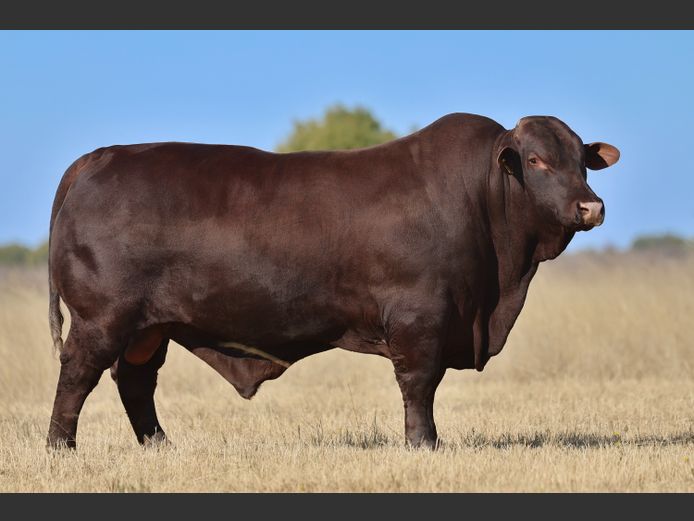 VV  220234 | T. DE JAGER