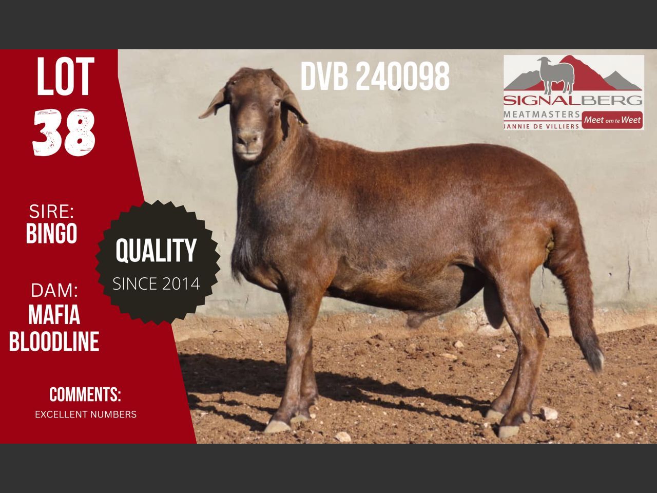 Lot 38 | SIGNALBERG MEATMASTERS 12TH MEATMASTER RAM AUCTION | SwiftVEE ...