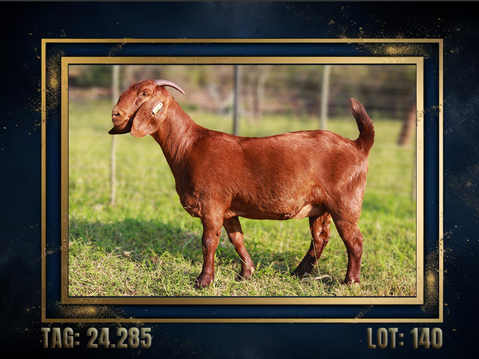 157240285 | CMLW Kalahari red stoet