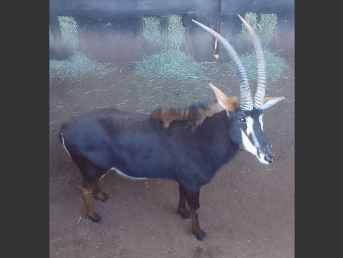 SABLE