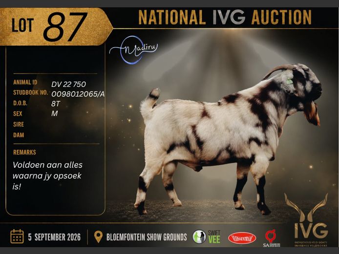 DV 22 750 | MADIRU STUD