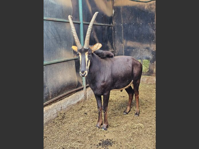 SABLE 39 ½” | VS BOERDERY