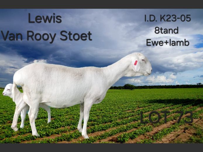 K23-05 | LEWIS VAN ROOY STUD