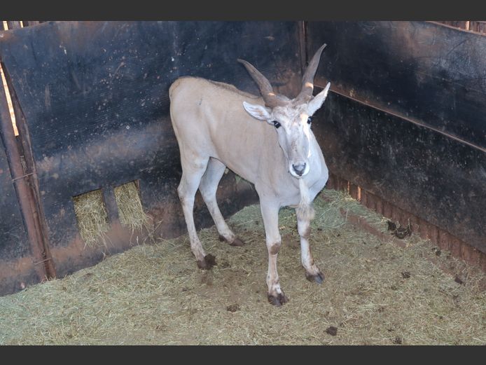 Eland