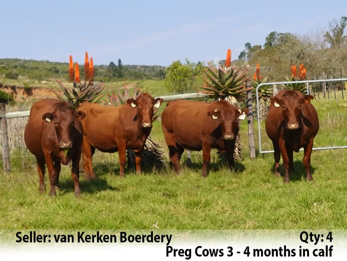 Commercial Animals | van Kerken Boerdery