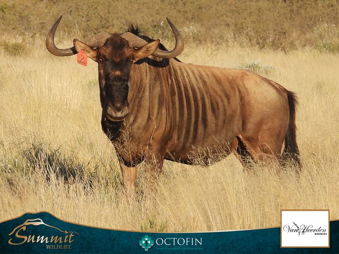 32" BLUE WILDEBEEST BULL