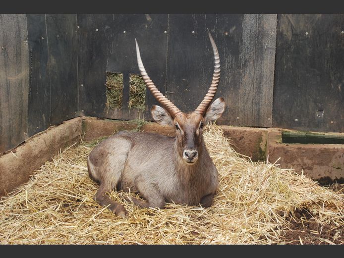 WATERBUCK | MIDMALANGAZ