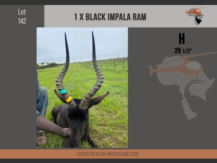 Black Impala (20 1/2")