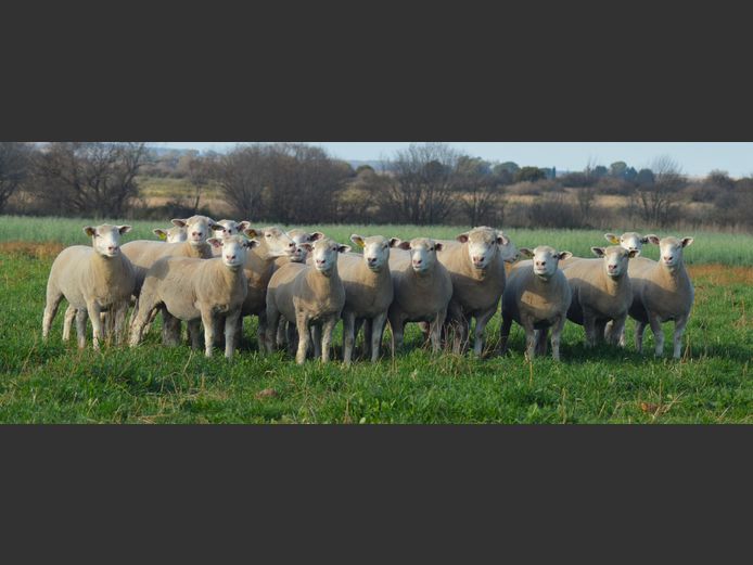 Commercial Animals | WILGERSTROOM BOERDERY