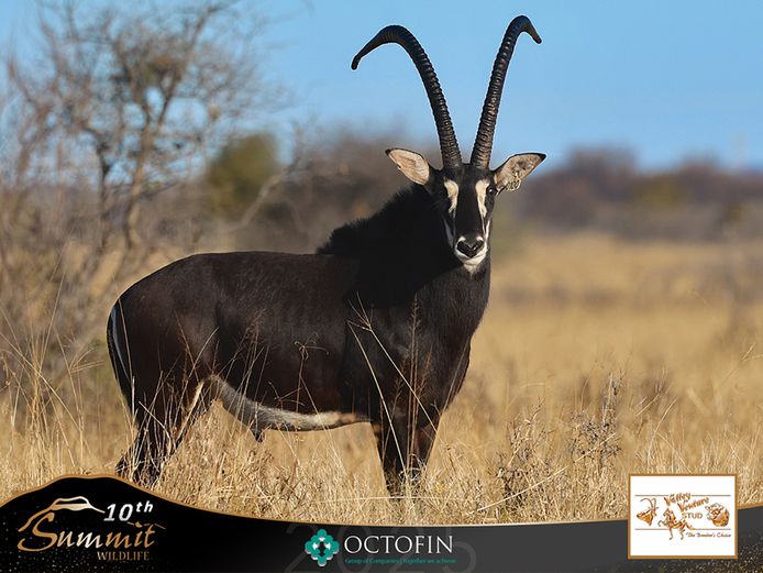 48 3/8" Sable Bull	