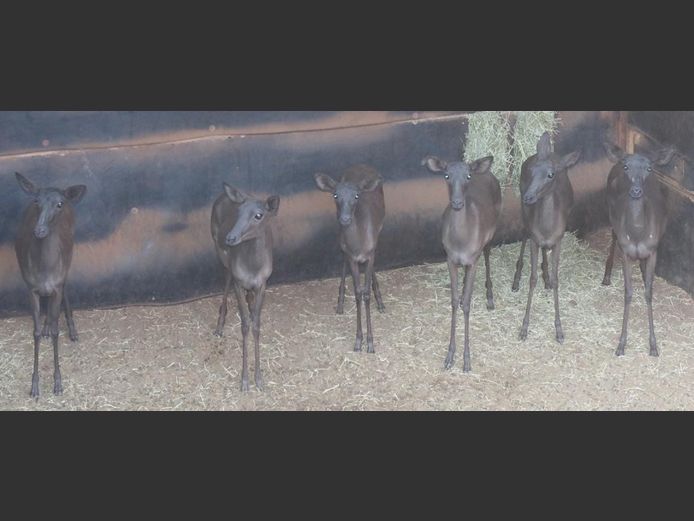 BLACK IMPALA