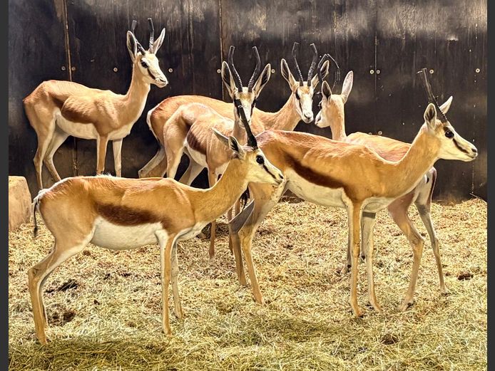 Kalahari Springbok Ooie