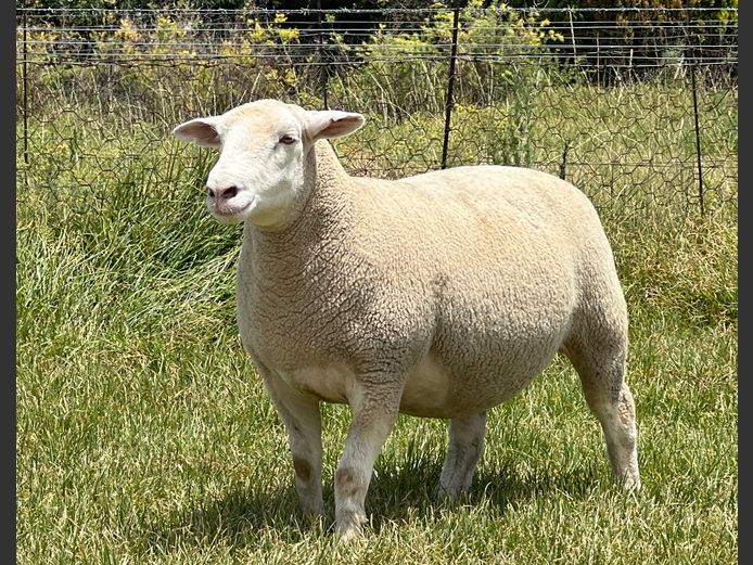 JB240037 | J.A BARNARD