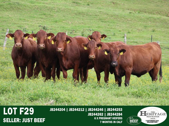 Female Animals | Just Beef