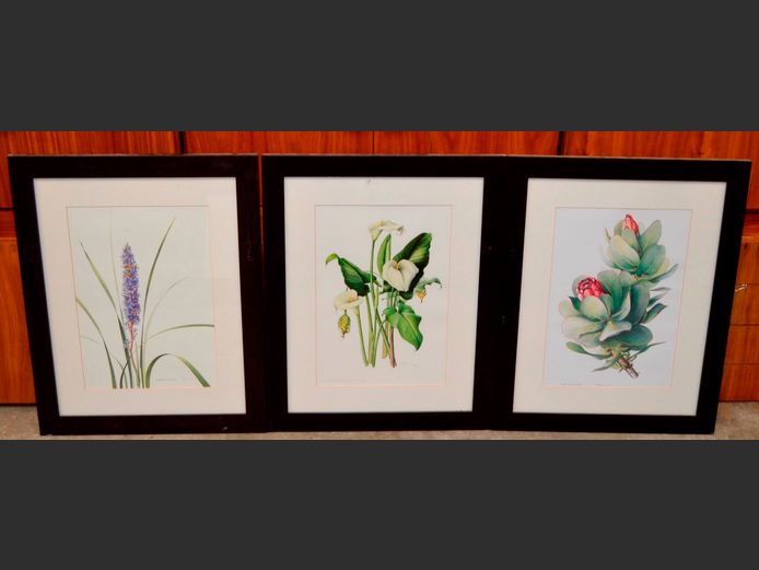 SET OF 3 FRAMED PRINTS: PROTEA, ARUM LILY & LAVENDER, 40 x 27cm