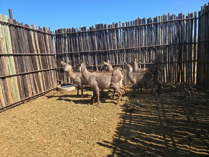 WATERBOK | HANLEY 2