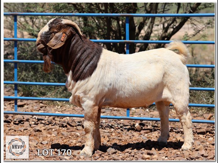 1093 24 0070 | DK BOERDERY