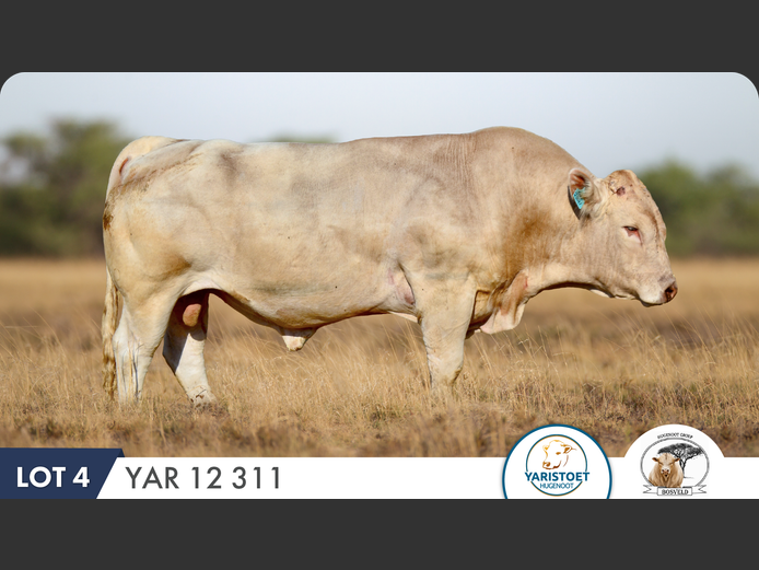 YARI230011 HH | YARI STUD