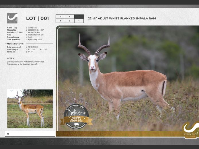 Impala - White Flanked | Woody Cape Wildlife (Pty) Ltd