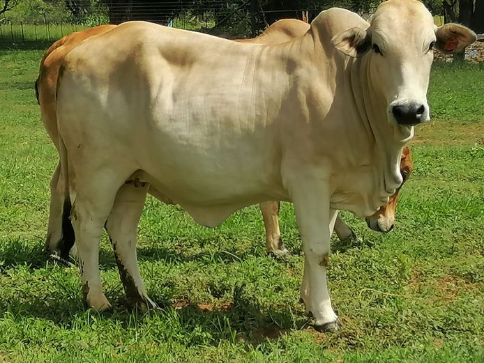 Commercial Animals | ZEBU BORANE