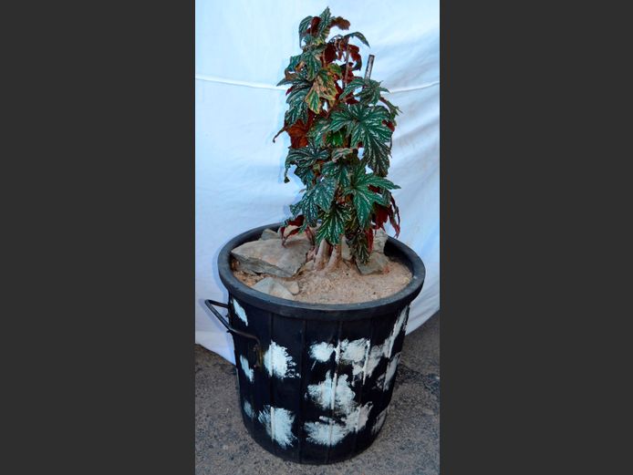 BEGONIA IN PLANTER, 45cm Diameter x 46cm High