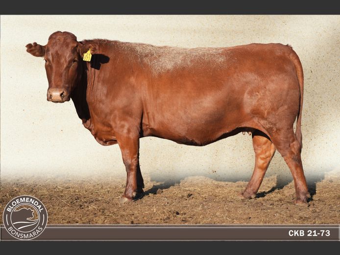 CKB210073 | CHRIS KRUGELL BLOEMENDAL