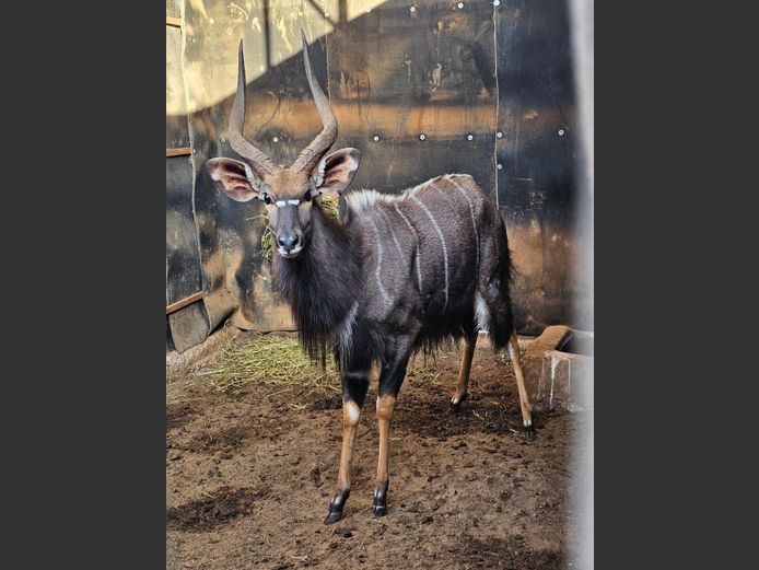NYALA 27 4/8" | ONDANGWA WILDLIFE SAFARIS