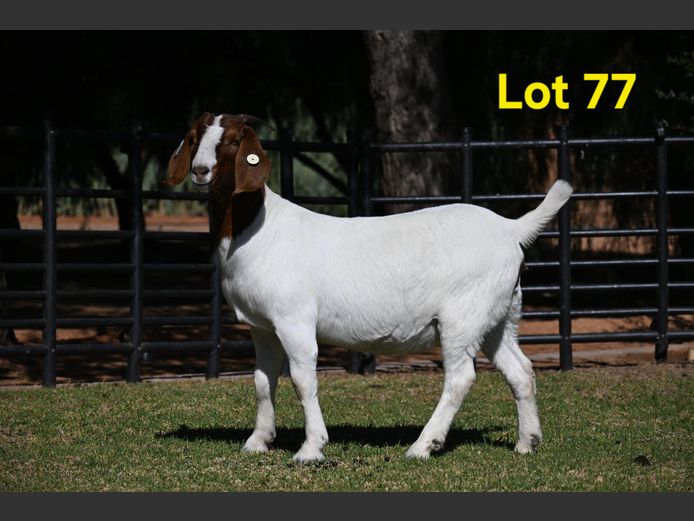 776-25-225 | Nico Botha Boerbokstoet