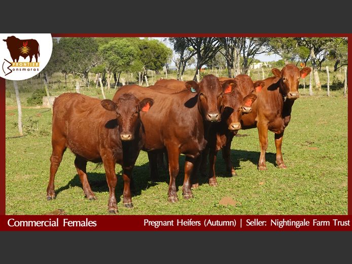 Commercial Animals | Nightingale Farm Trust
