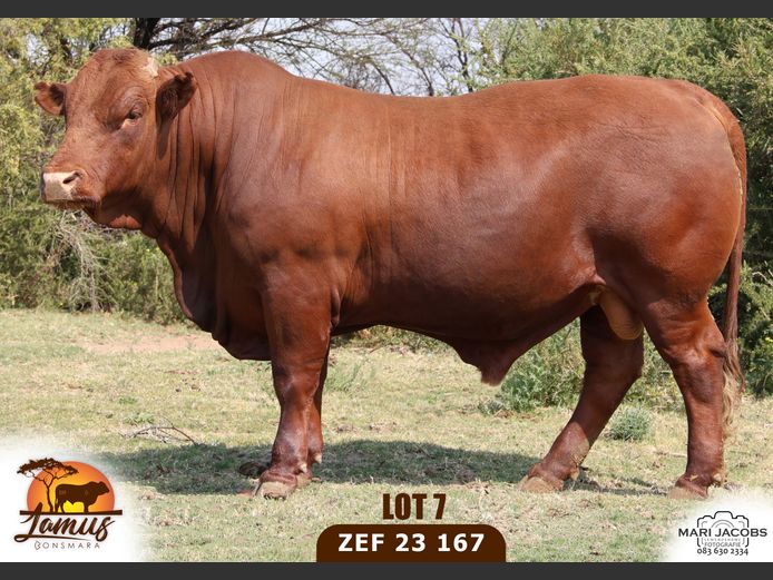 ZEF230167 HH(c) | LAMUS BONSMARA