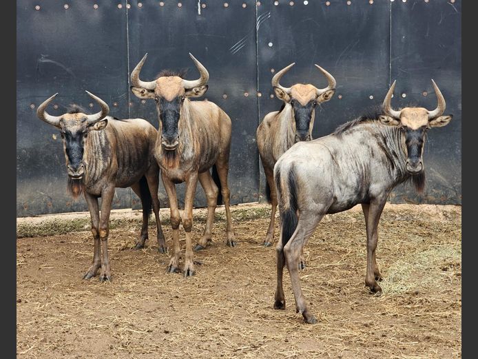 BLOUWILDEBEES | WATERBERG AVIATION