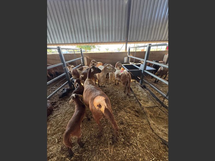 MEATMASTER | LOUMA BOERDERY