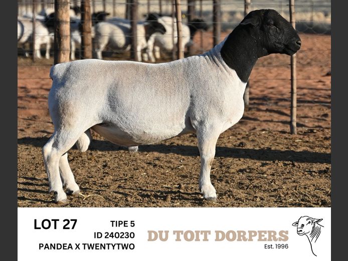 240230 | DU TOIT DORPERS