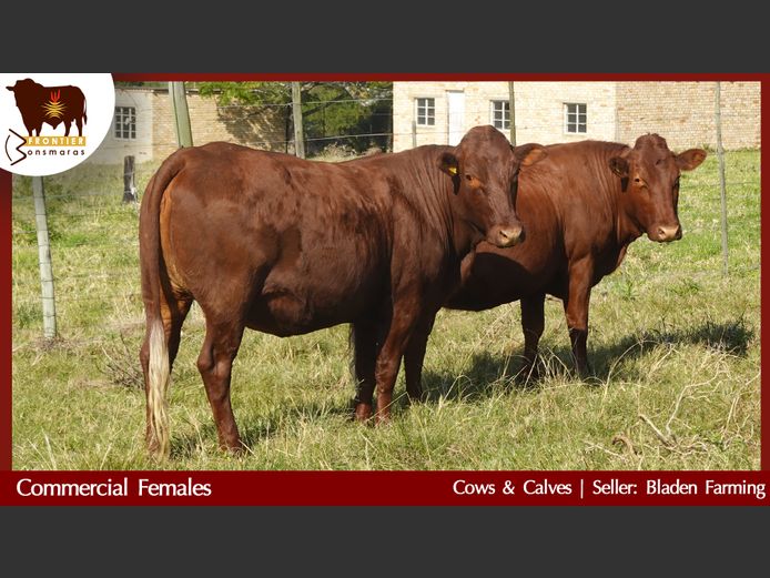 Commercial Animals | Bladen Farming