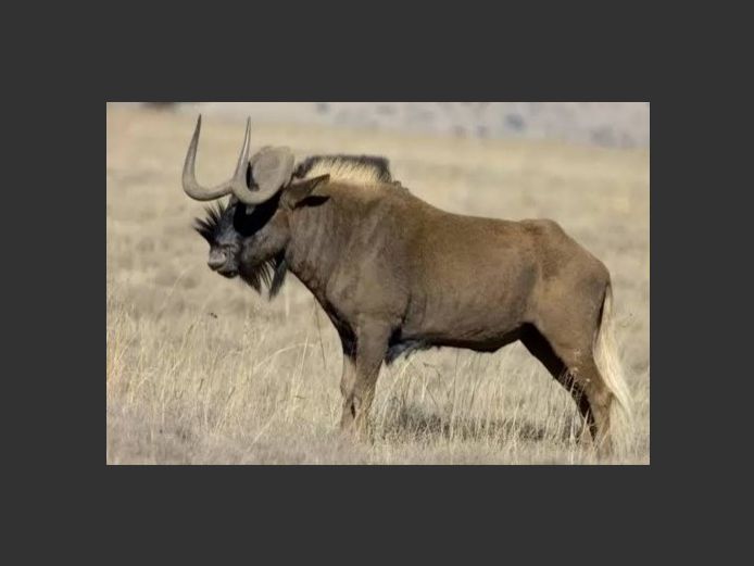 Black Wildebeest Bulls | Amakhala