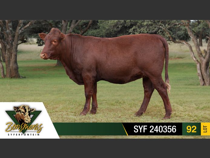 SYF 240356 | SYFERFONTEIN BOERDERY