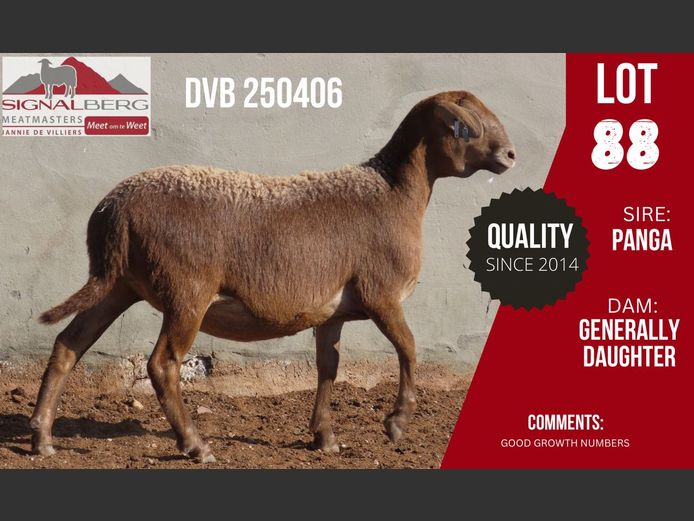 DVB 250406 | SIGNALBERG MEATMASTERS
