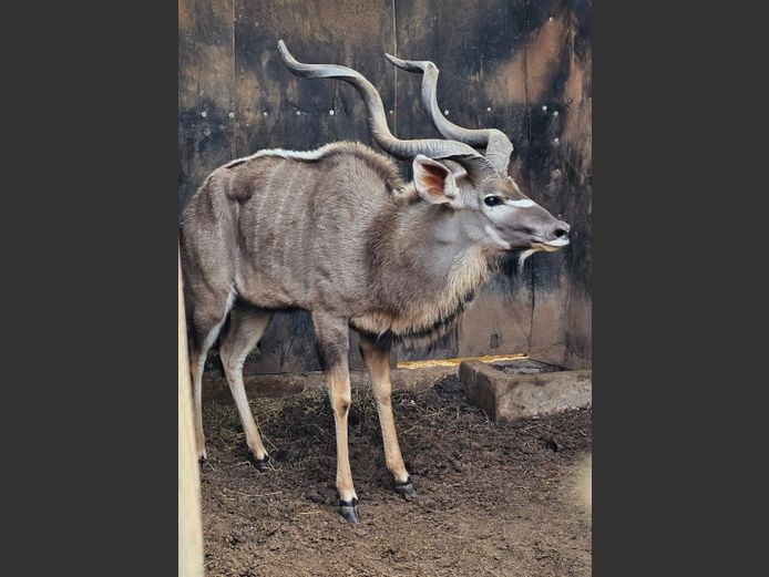KUDU | HAAKDORING