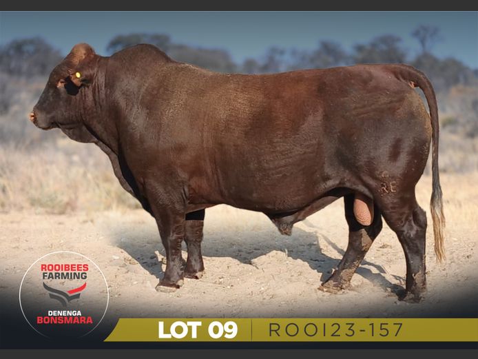 ROOI23-157 | SCHUMACHER BONSMARA