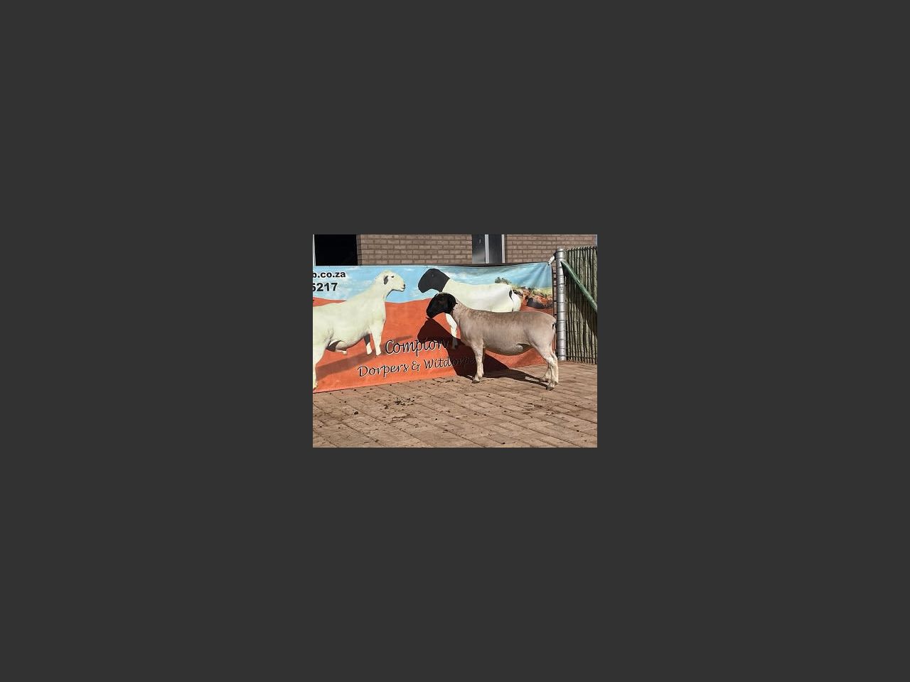 images